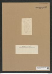 Diatomeae indet. Zeichnungen Sammlung Grunow Nr. 7566 (NHMW-BOT-W0376714)
